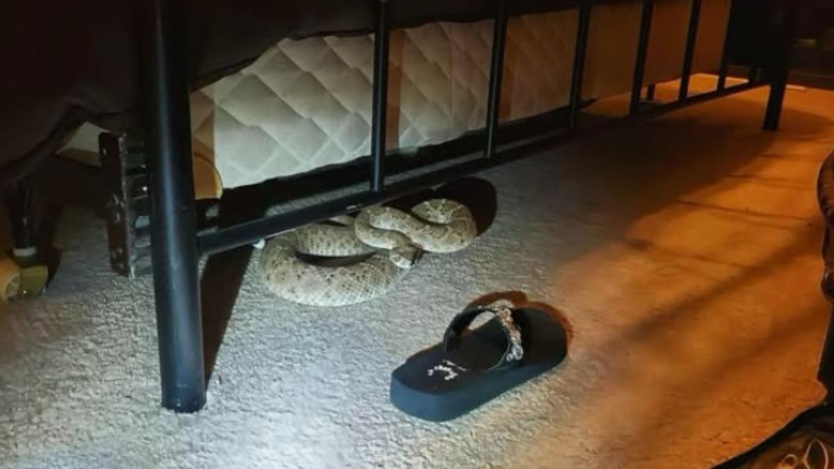 惡夢驚魂!美家庭睡一半床下「嘶嘶響」 竟是大響尾蛇闖屋納涼