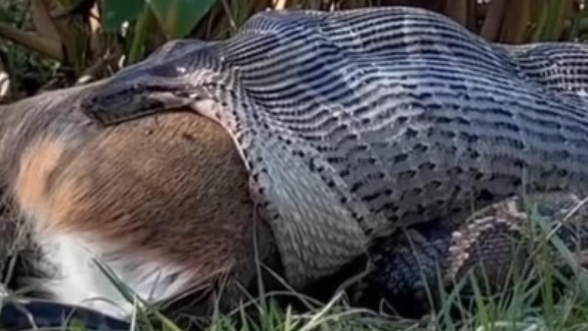 有片/巨蟒活吞整隻鹿!整條鼓起變圓柱罕見畫面曝