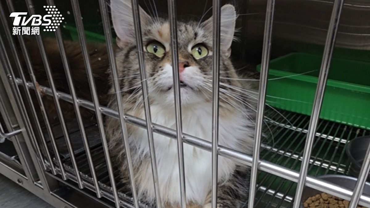 影音/中壢非法繁殖場「34隻緬因貓」獲救! 業者遭重罰300萬