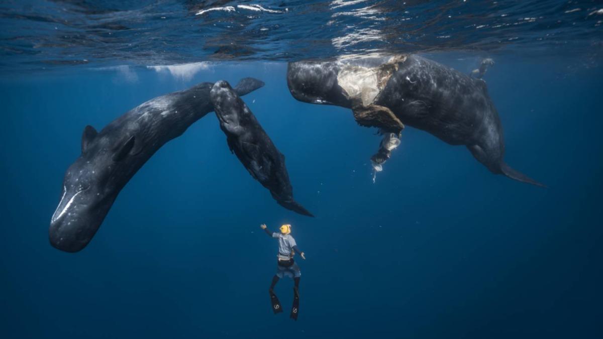 周杰倫密友直擊「抹香鯨生寶寶」!震撼畫面曝光 創華人演藝圈紀錄