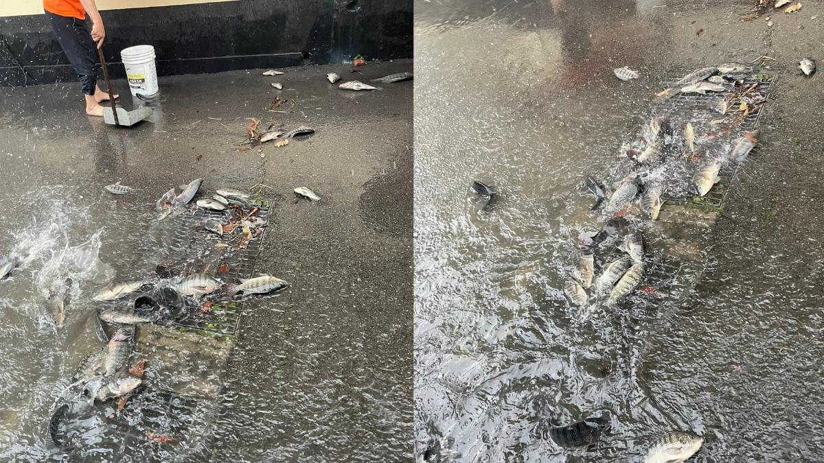 苗栗泥水險淹出！竟是「數尾吳郭魚」塞住排水溝　網驚呆：能吃嗎