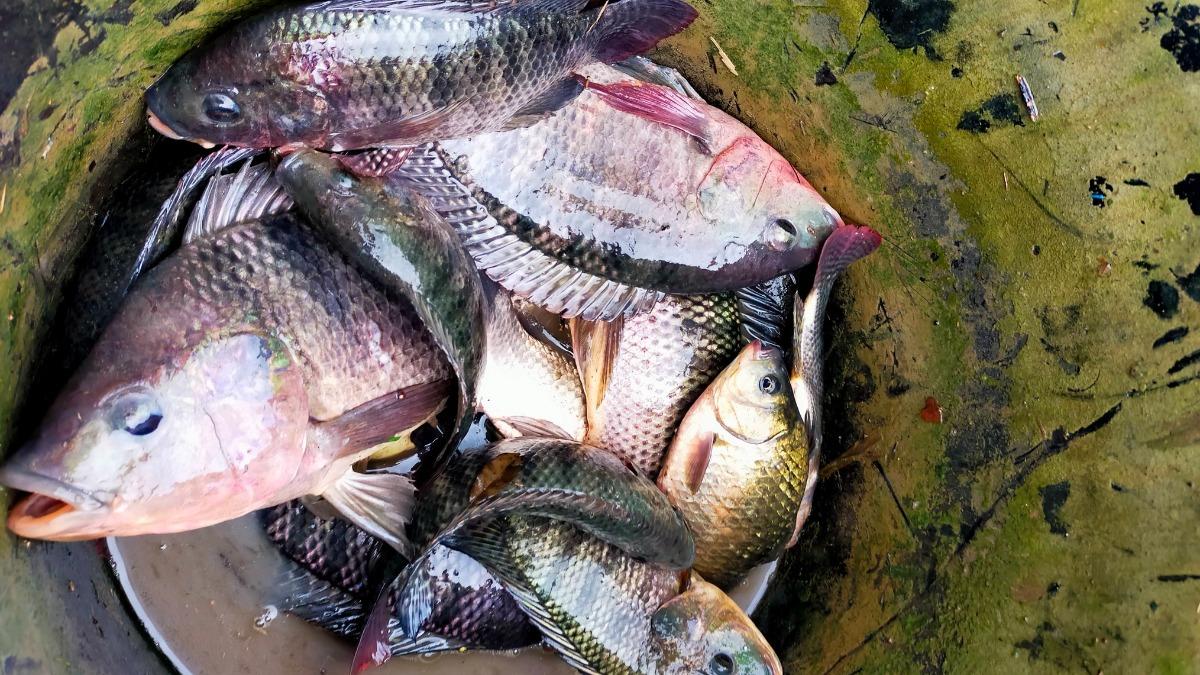 苗栗大雨狂炸「菜園變魚池」！數十尾超大吳郭魚　網喊：今晚加菜