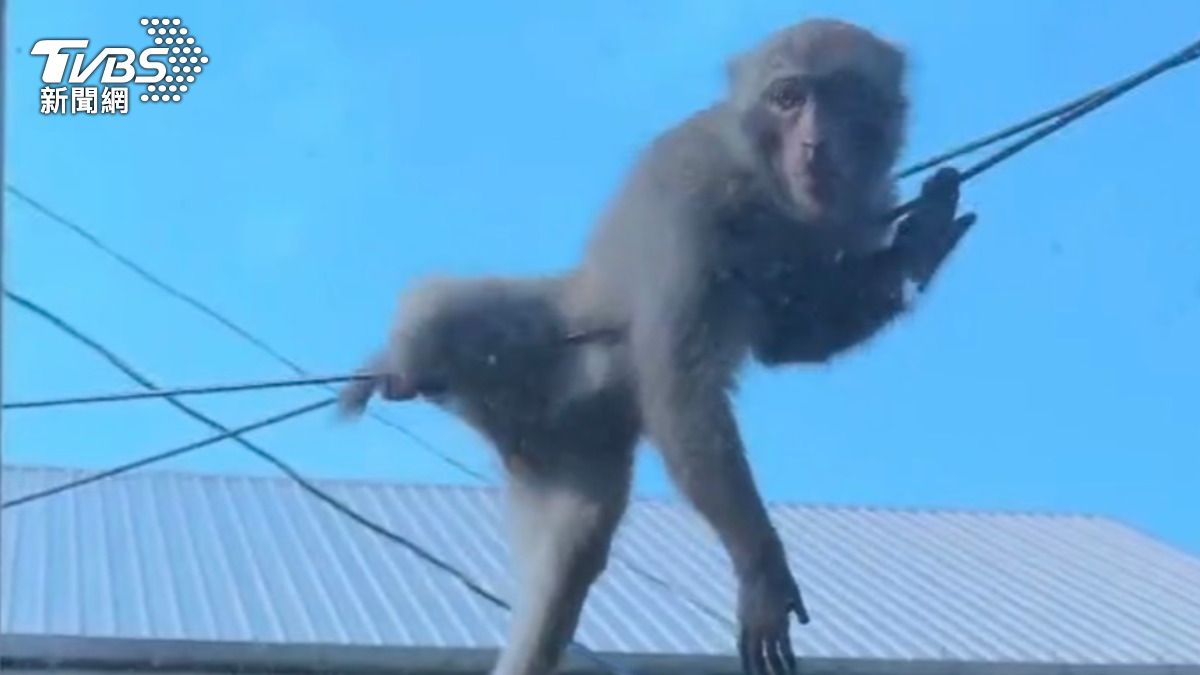 獨家影音/「猴」塞雷呀!識破吹箭還吃完香蕉留空籠 兩個月造成3人傷