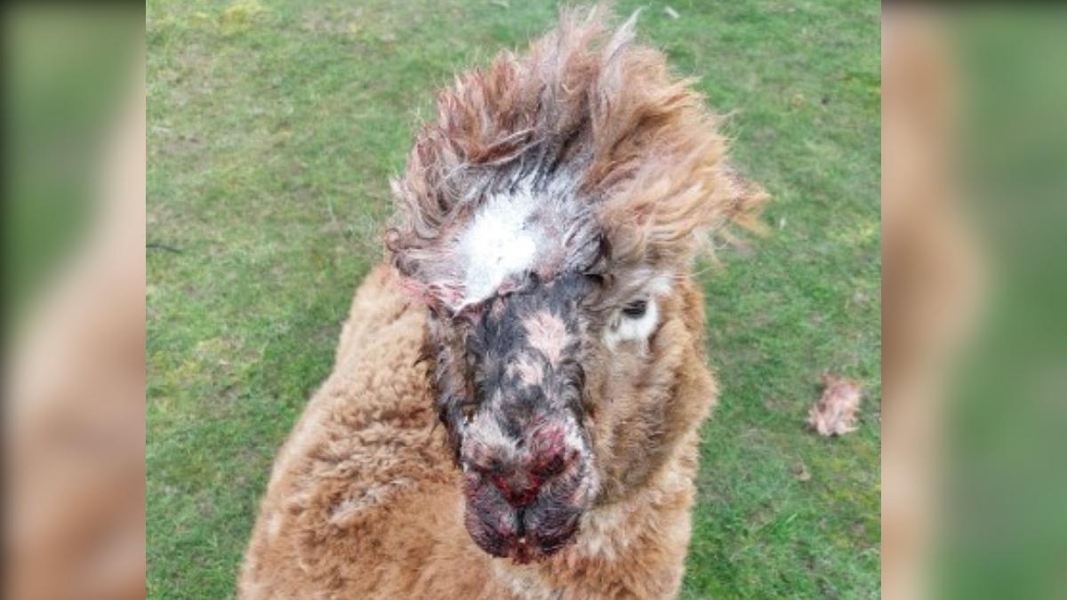 英農場慘劇!羅威納犬攻擊羊駝釀4死2傷 村民震驚