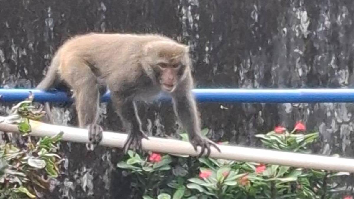 獼猴闖民宅傷3人!婦遭抓傷隔天又遇襲 跌倒「臉手都縫針」