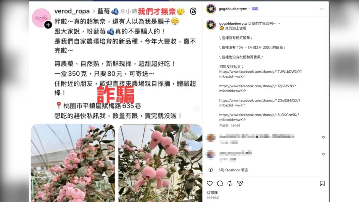 影音/「粉紅藍莓」低價誘購是陷阱!假地址騙個資 網友怒揭:差點上當