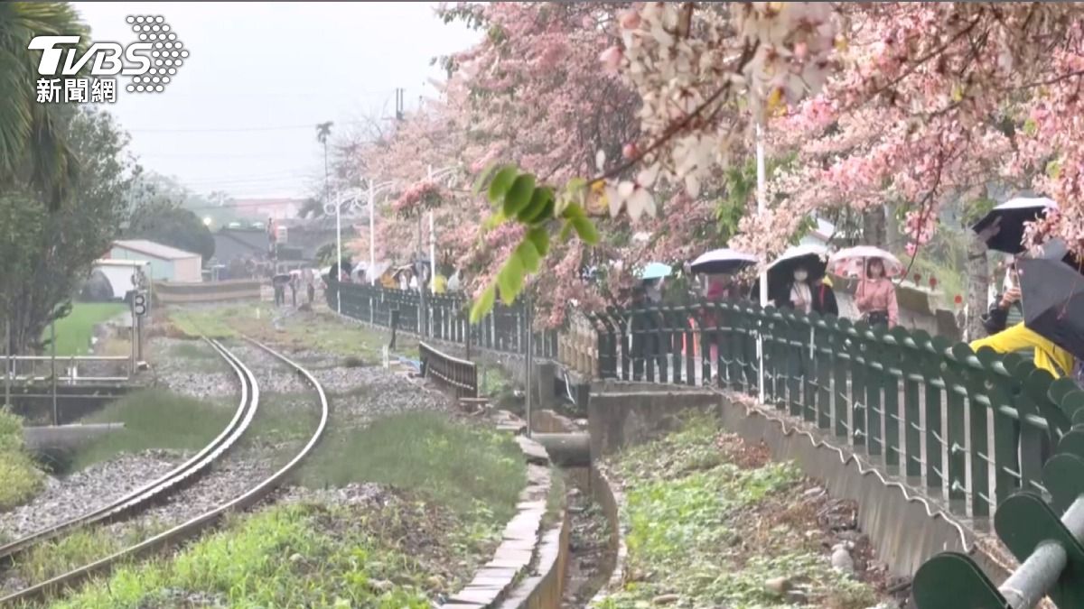影音/花旗木盛開引爆亂象!遊客搶拍「霸占鐵軌」逼停火車