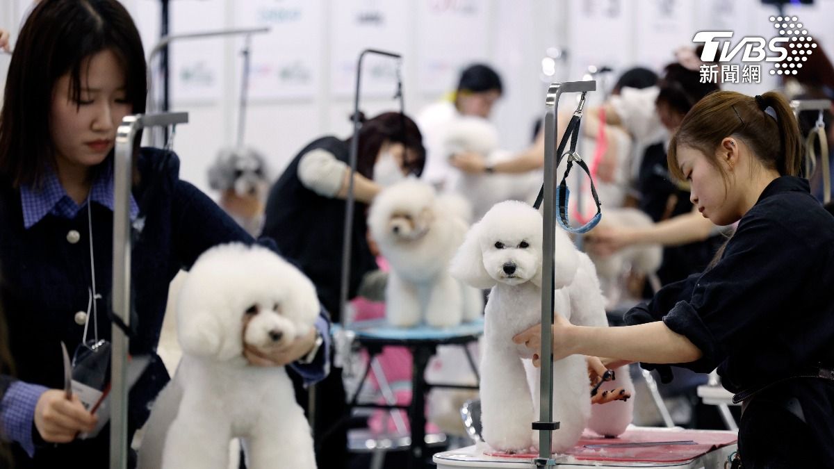 寵物友善? 陸人「抱狗進百貨」被攔 政策反覆原因曝