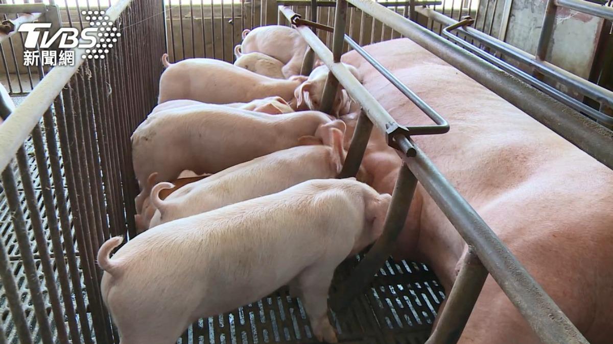 亞洲唯一!台灣重回3大豬病非疫國 賴清德喊話「拚走向國際市場」