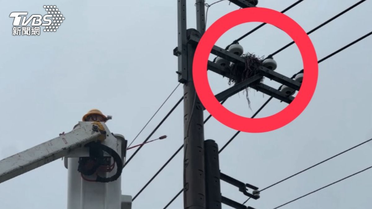 「是真的啦」網友冷諷動物是停電元兇 台電揭秘喜鵲巢穴內含金屬絲