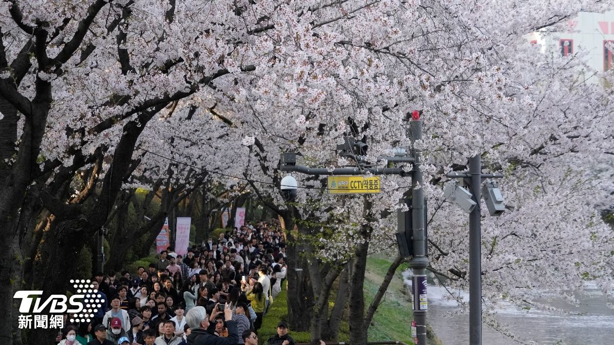 南韓櫻花「早開又快謝」! 專家警告:50年後恐2月就開