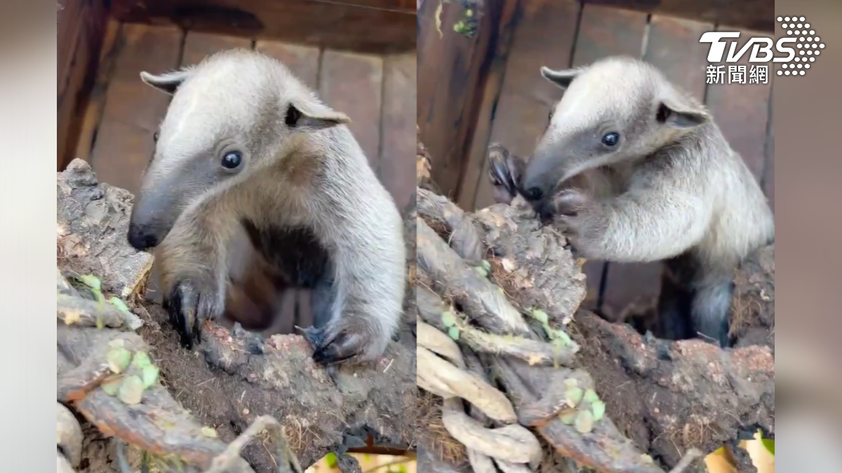 高雄食蟻獸取「周子蟻」!TWICW與周子瑜粉絲湧進按讚