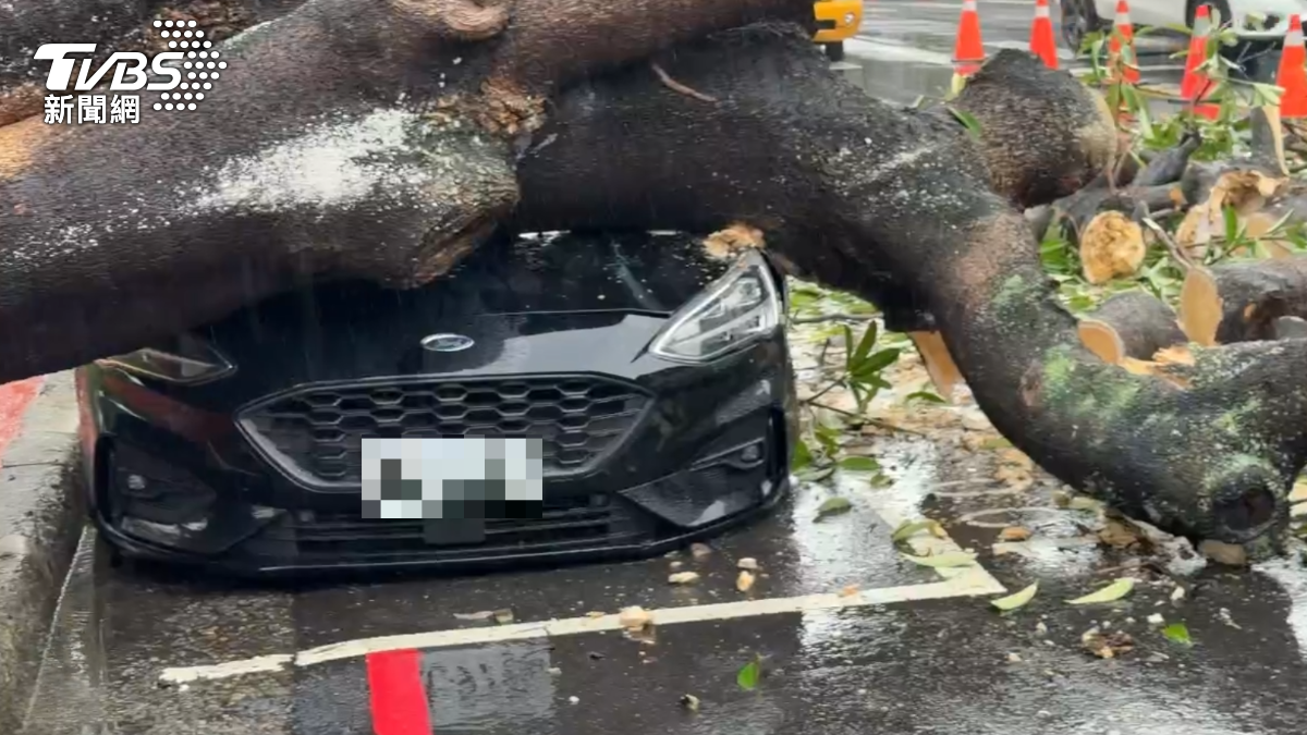炸雨釀禍?台中巨樹倒塌壓爛引擎蓋 車頭超衰一秒扭曲變形