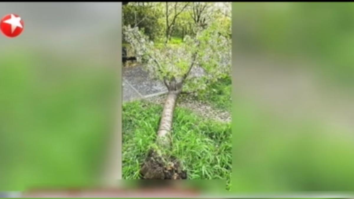 陸女爬20年櫻花樹拍網美照 下秒根系斷裂「整棵連根拔起」