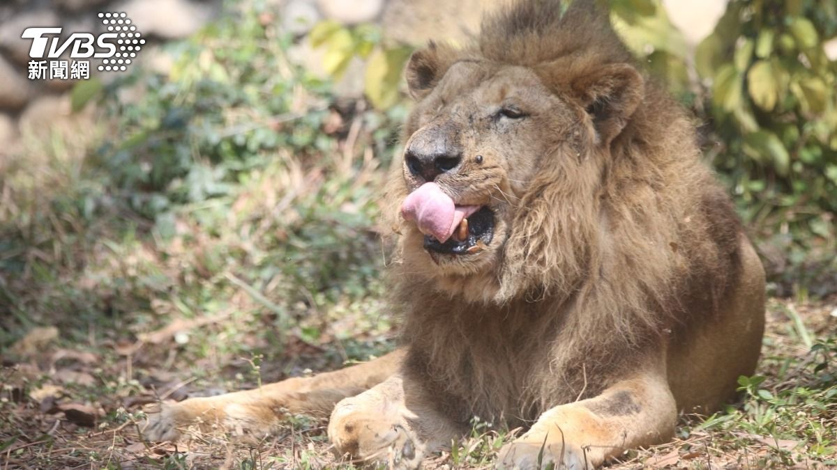 壽山動物園非洲獅「二哥」眼盲齒殘!外國網友罵虐待 園方心寒吐實情