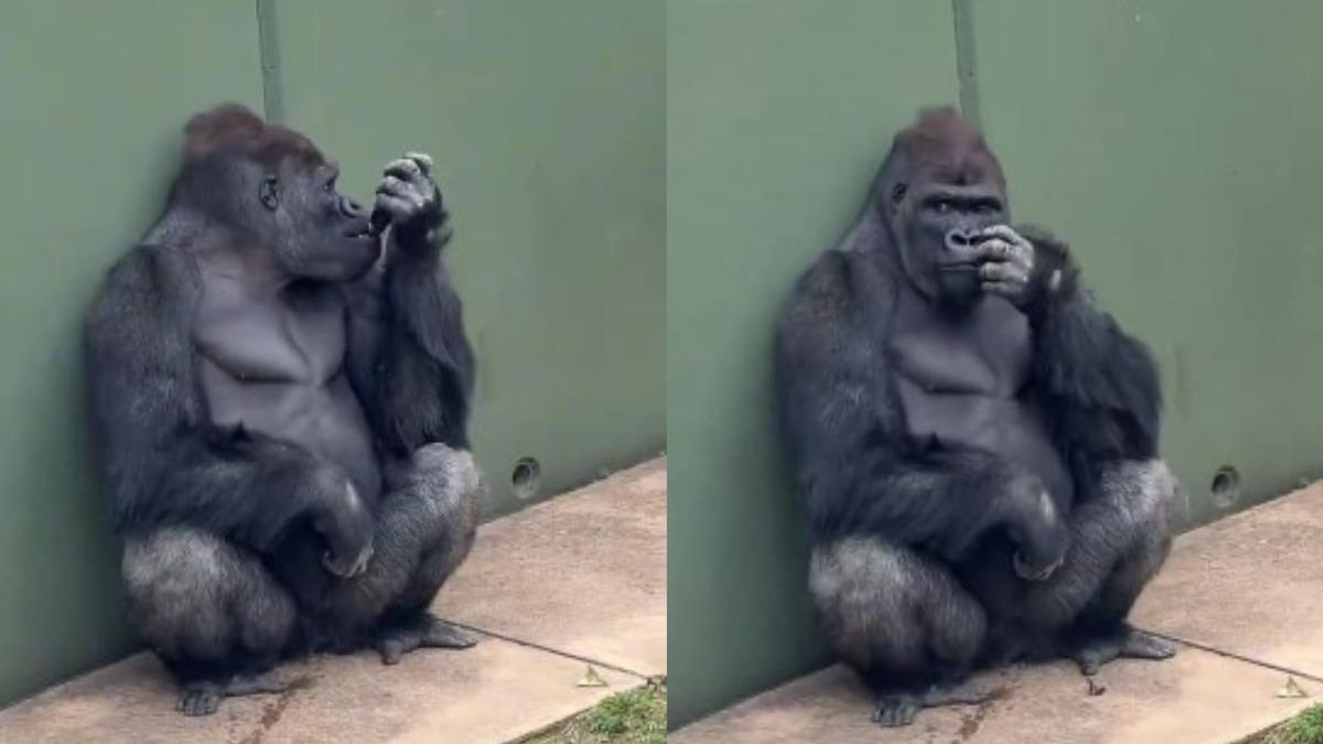 猩猩界木村拓哉!犀利眼神超放電 1800萬人暈船:帥到戀愛