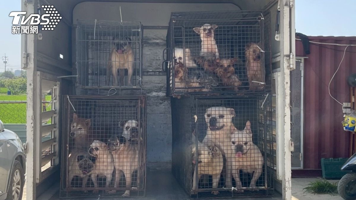 黑心繁殖場內部曝!狗糞堆成山 珍稀犬「聲帶被割」氣音哀號