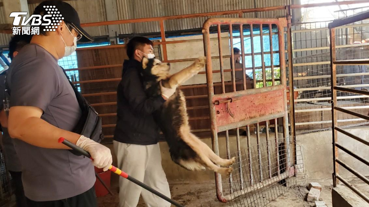 嘉義黑心繁殖場破獲!63品種犬疑「聲帶遭割」 飼主:不知情