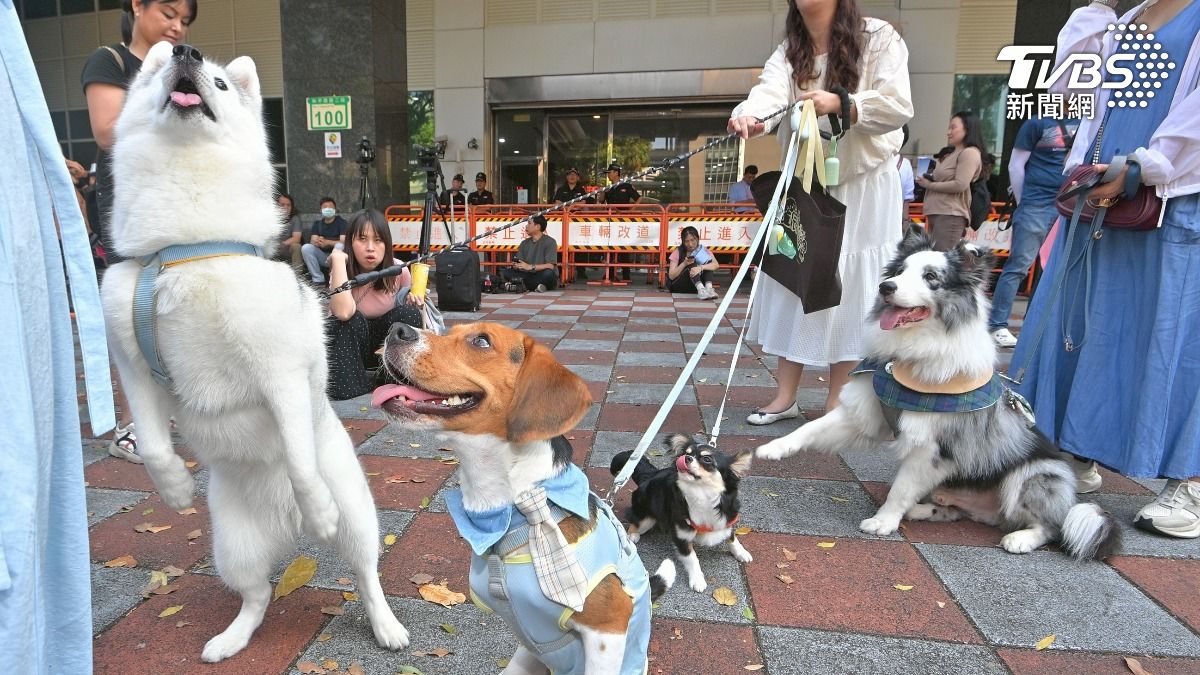 飼主注意!「有害寵物食品」流入市面 緊急下架銷毀