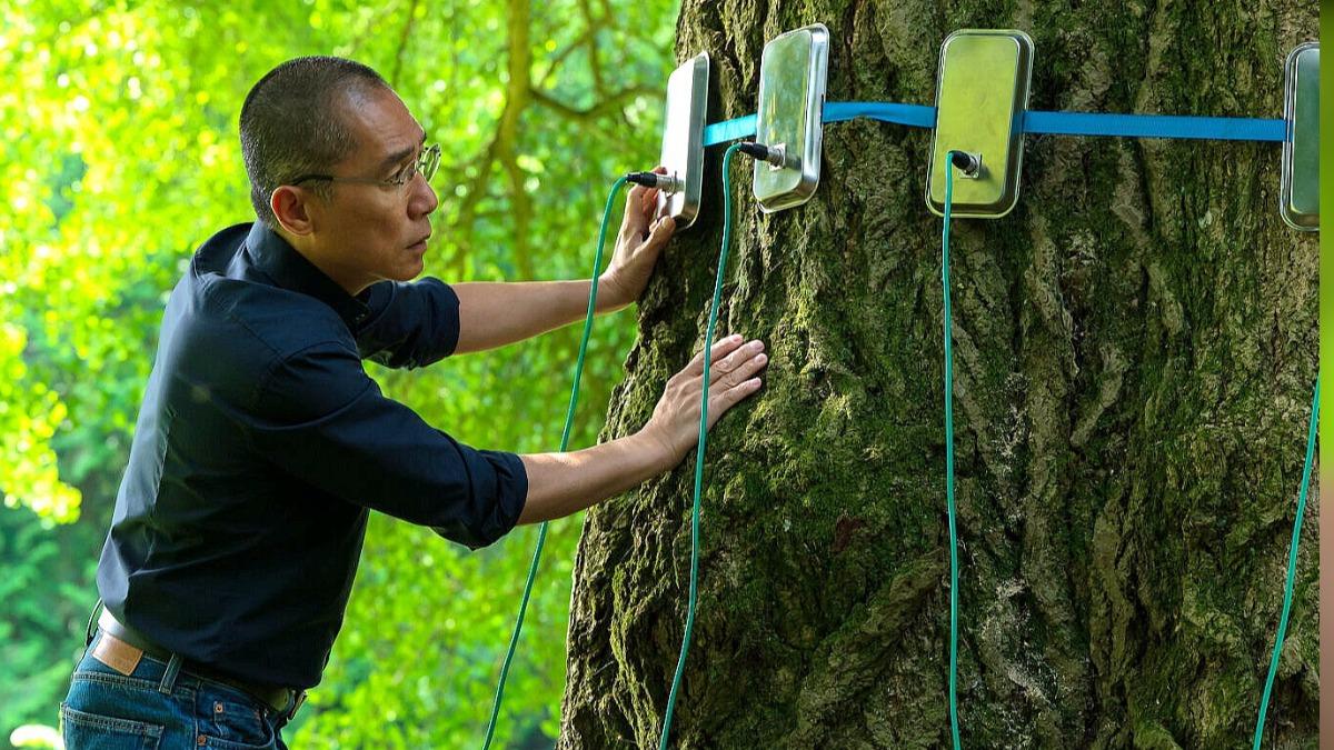 梁朝偉當樹友揭開百年銀杏樹「性愛祕辛」 蕾雅瑟杜指導大尺度體驗
