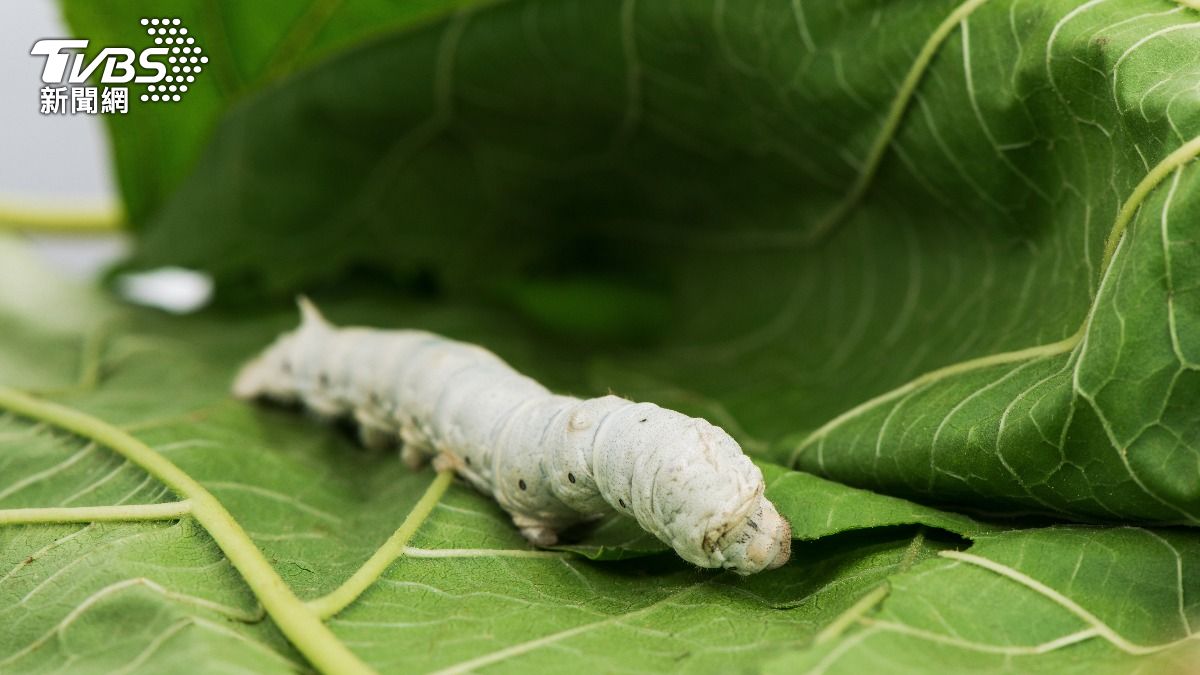 童年回憶殺!台灣小孩不養蠶寶寶了 網嘆:現在只剩手機