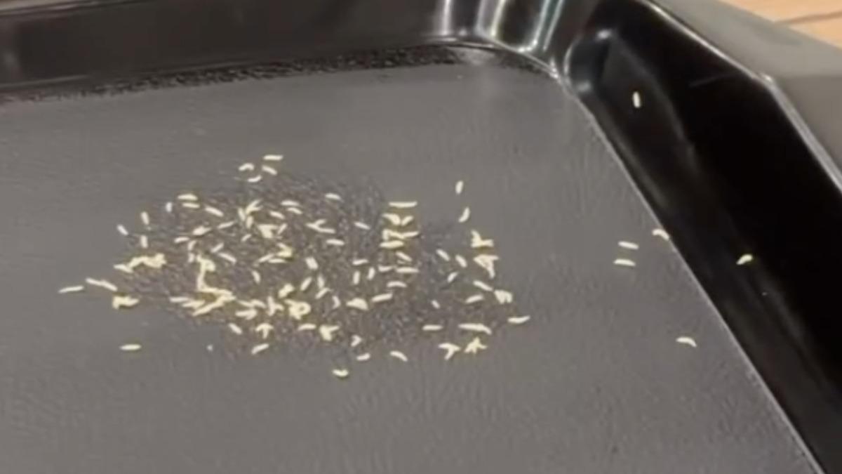 永和世界豆漿大王托盤「一坨白蛆蟲蠕動」 客崩潰:乾嘔整天