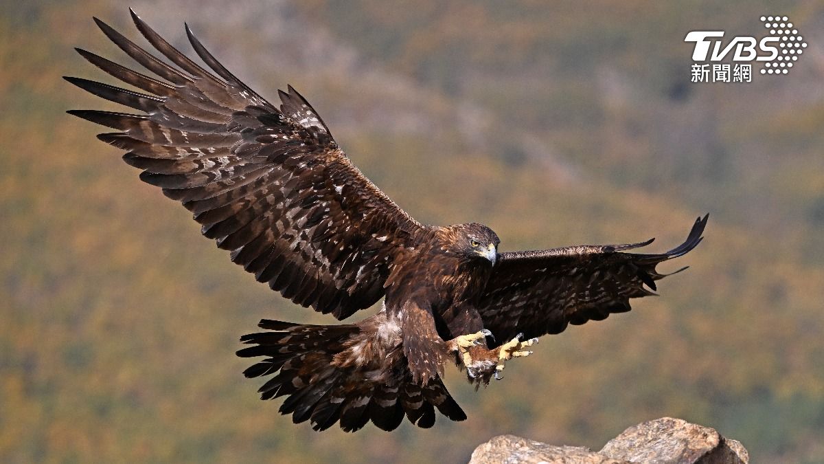 金雕「消失150年」將回歸! 英國砸逾4千萬推復育 最快明年實現