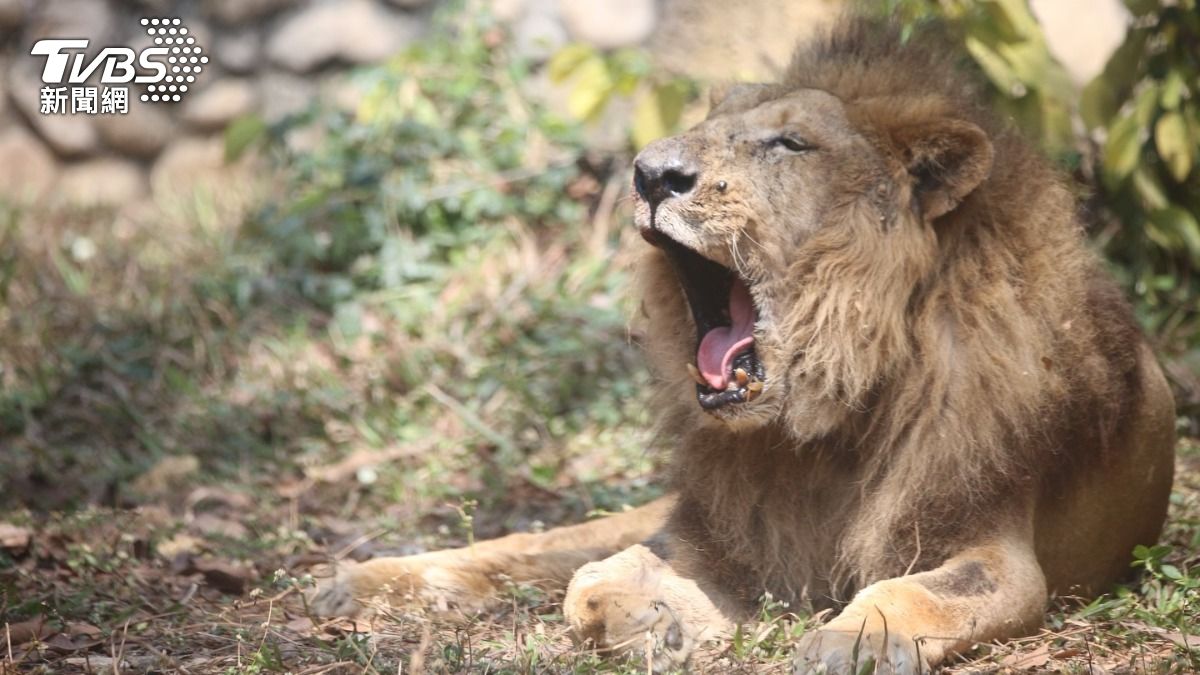 再見!獅王「二哥」 壽山動物園23歲高齡非洲獅安詳離世