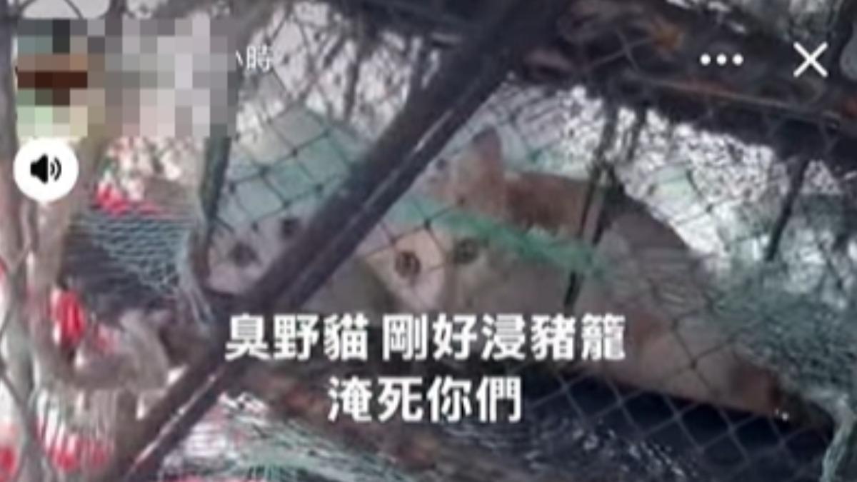 影音/小貓船上亂便溺?漁民抓貓裝捕蟹籠丟海 影片曝光惹眾怒