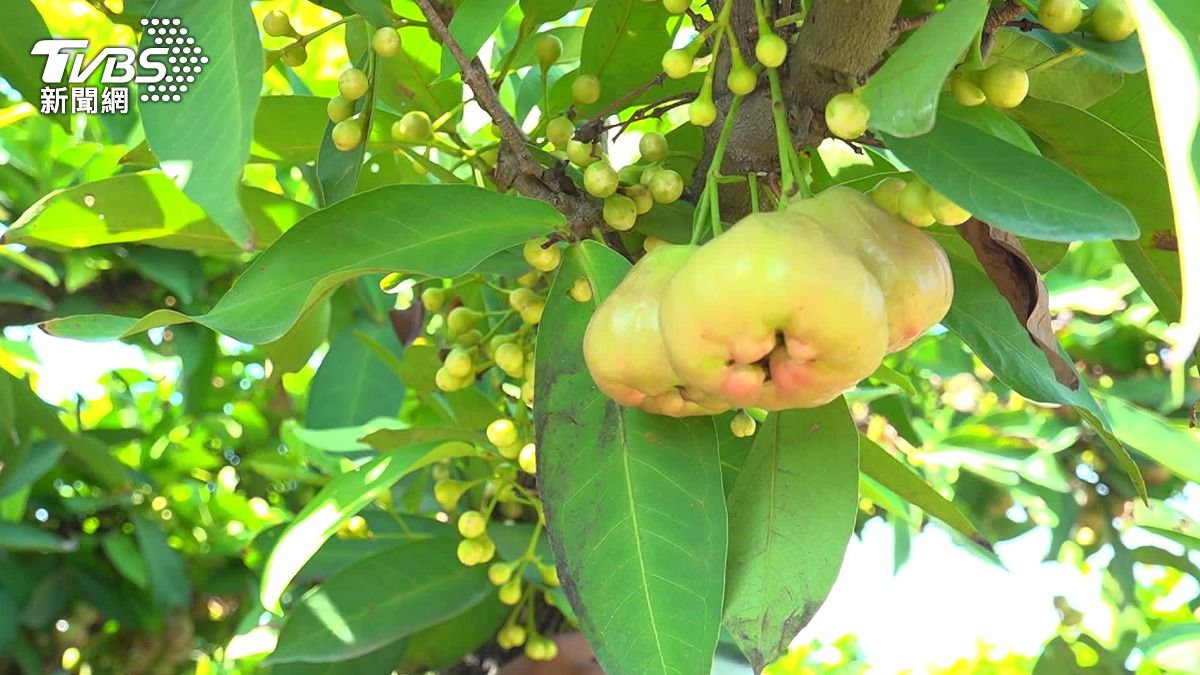 農廢不再是負擔!鳳梨皮、龍眼殼變保養品 綠色商機起飛