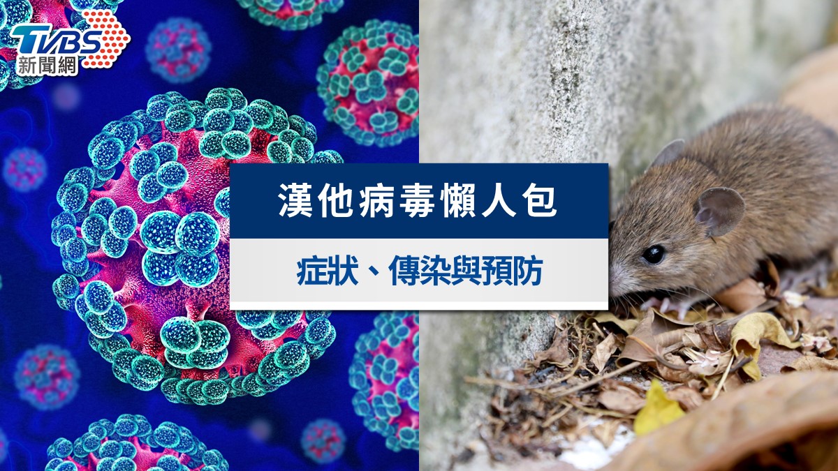 2026漢他病毒懶人包》台北鼠患延燒!感染症狀、傳染途徑與5步驟消毒