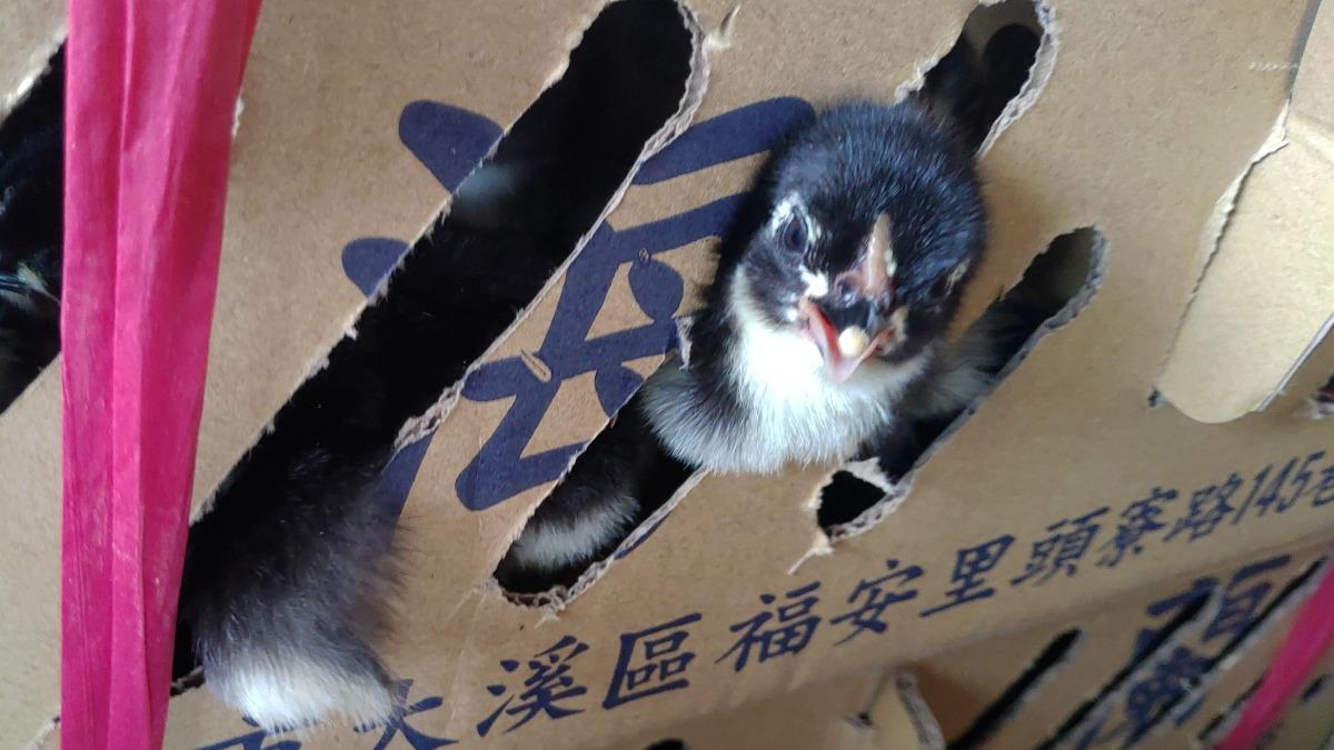 小動物被卡在紙箱。（圖／台灣愛兔協會、台灣動物社會研究會提供）