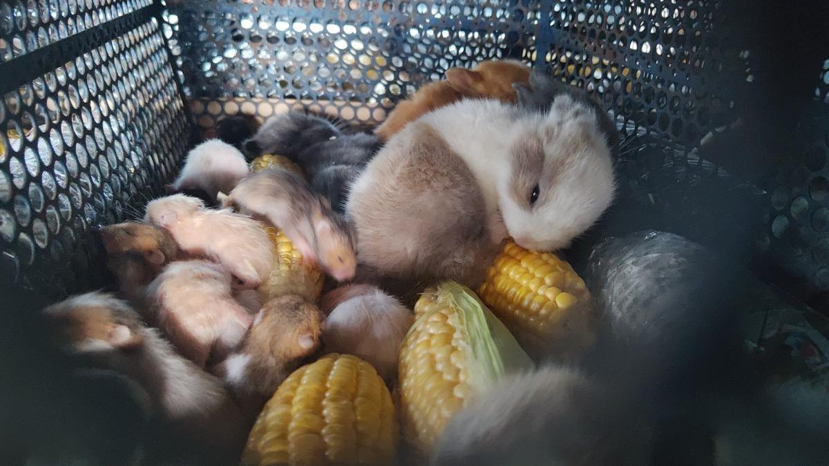 載運的空間相當狹窄，不同的小動物也被混放在一起。（圖／台灣愛兔協會、台灣動物社會研究會提供）