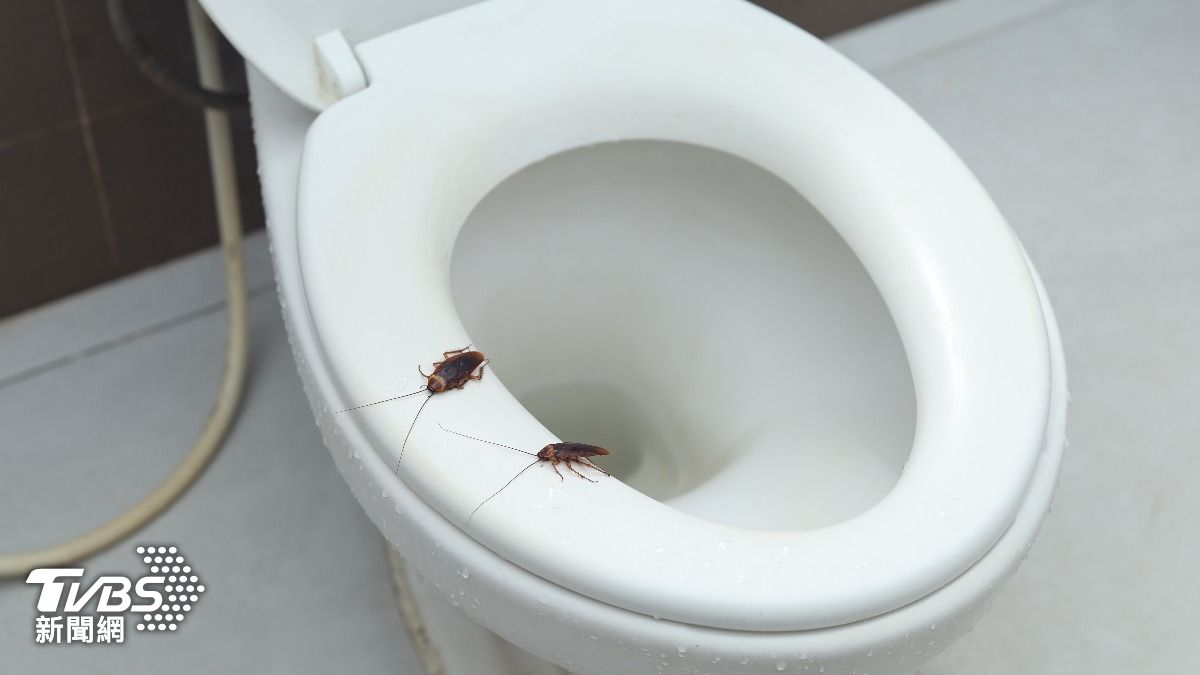 蟑螂別沖馬桶!專家警告「恐整窩生你家」 正確滅蟑技巧曝