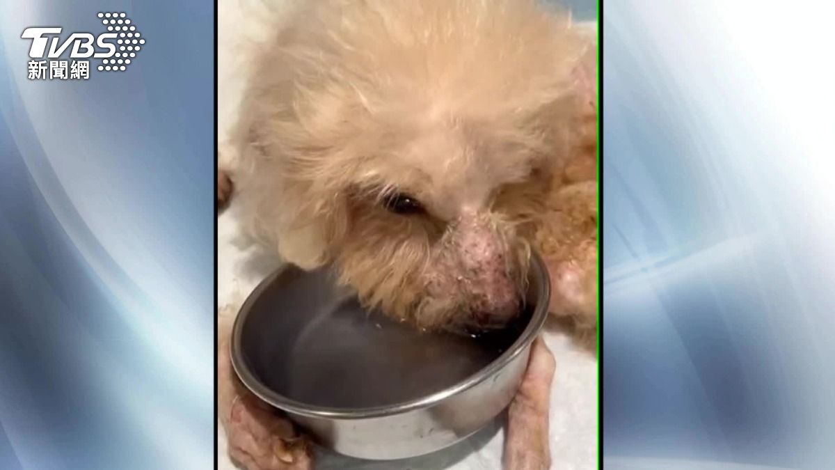 台北動物之家醫療不足?高齡貴賓犬「遍體鱗傷」病逝 女不捨怒控