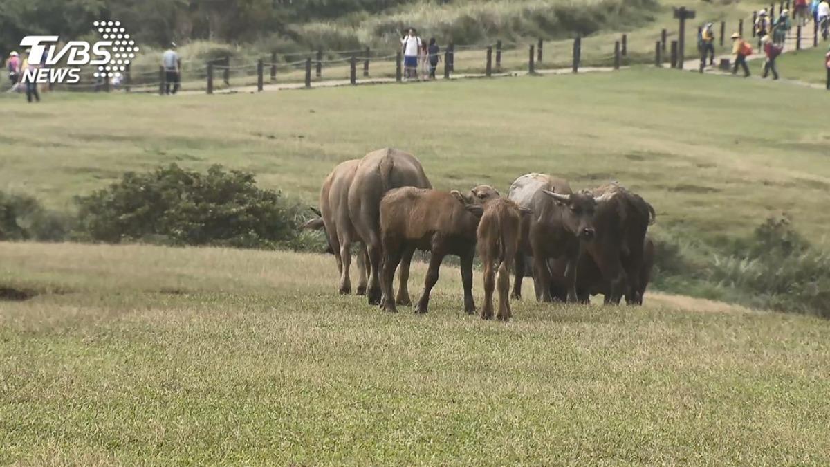 情侶「擎天崗忘情激戰」直播全放送 陽管處說話了