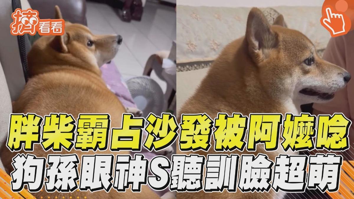 影音/胖柴篡位被阿嬤「機關槍式訓話」 狗孫「生無可戀→嬉皮笑臉」超萌