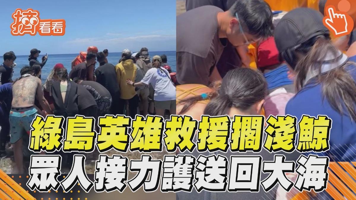 影音/綠島岸邊驚見「中喙鯨擱淺」 英雄們「合力救援」護送回大海