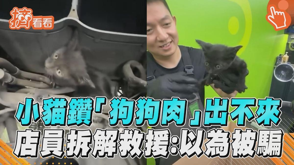 影音/小黑貓鑽進「狗狗肉」引擎出不來 店員急拆解救援:以為被騙
