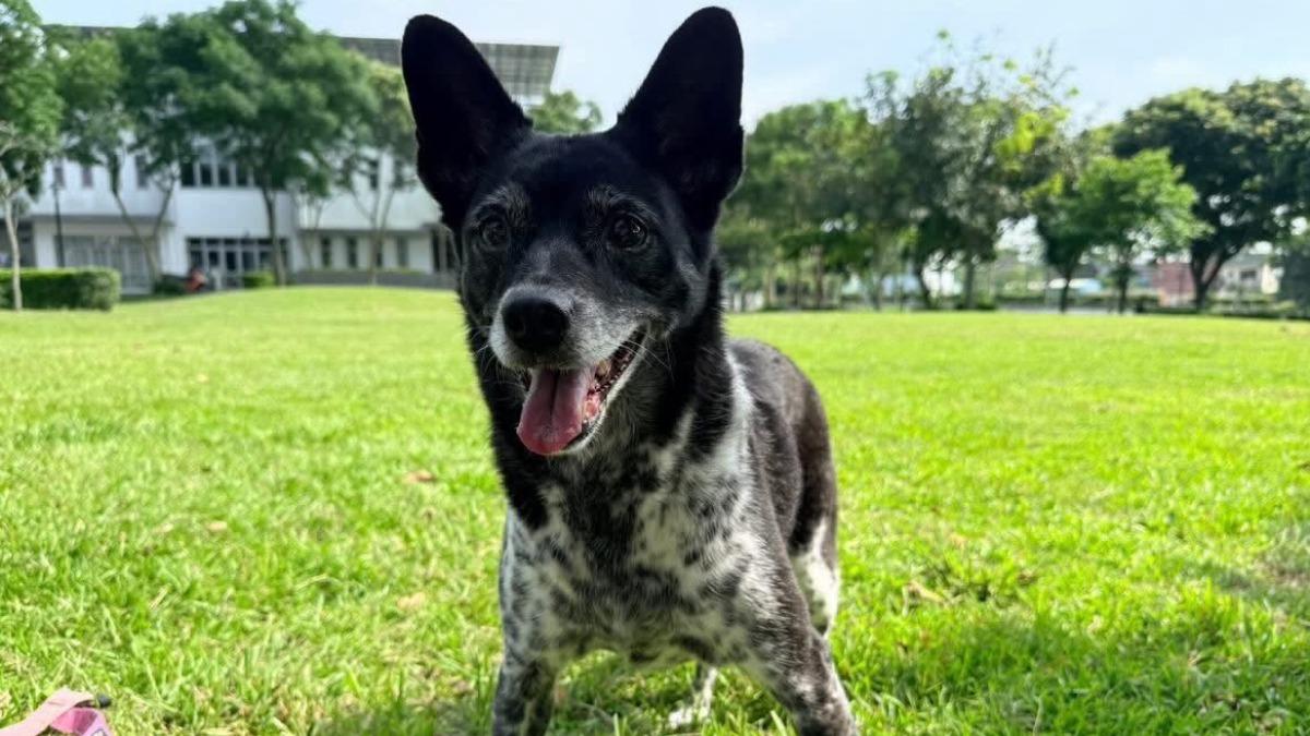 「陳美琪」快回家!飼主開價50萬尋愛犬 網友暴動集體請假