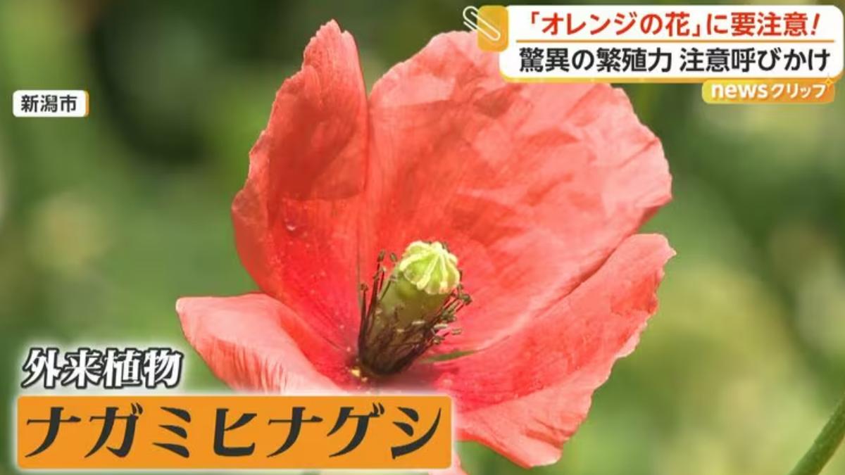 日本「有害外來植物」入侵!路邊橘花別亂採 手一碰恐皮膚潰瘍