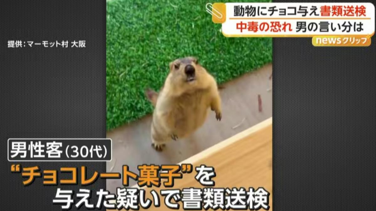 看牠每天吃一樣很可憐!日男餵土撥鼠吃「巧克力」 遭移送法辦