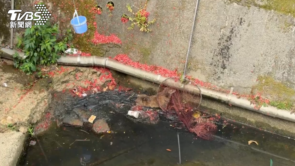 老狗困大排水溝!疑鞭炮驚嚇跌落 後肢骨折癱瘓獲救