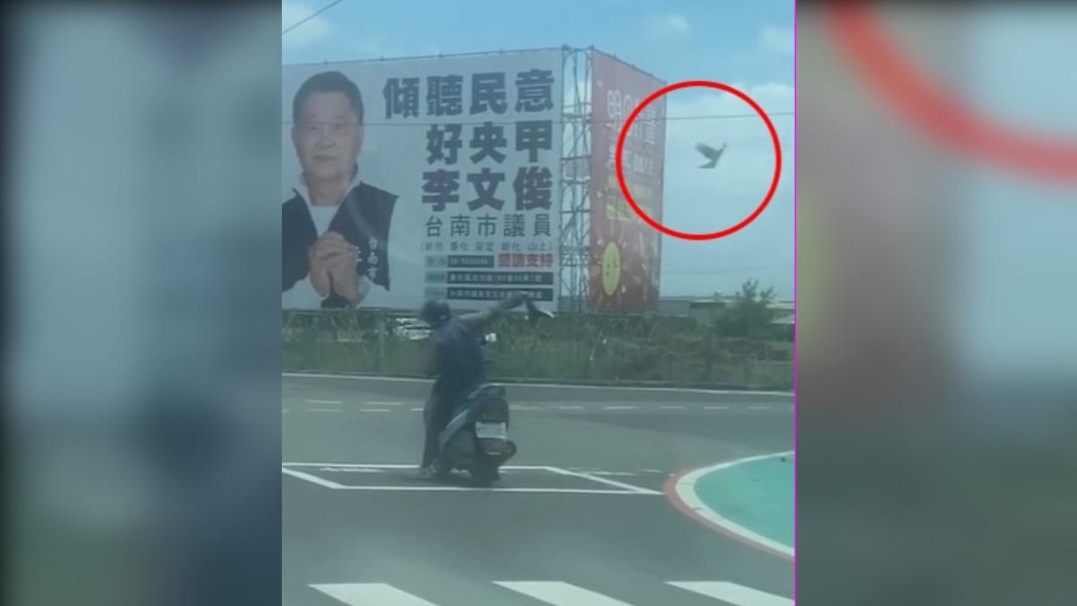 惹到你了嗎?等紅燈驚見「人鳥大戰」 在地人:經過這要看頭頂