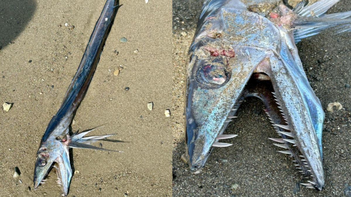 日本海邊「獠牙蛇形怪魚」沖上岸 日網嚇壞:大震前兆?
