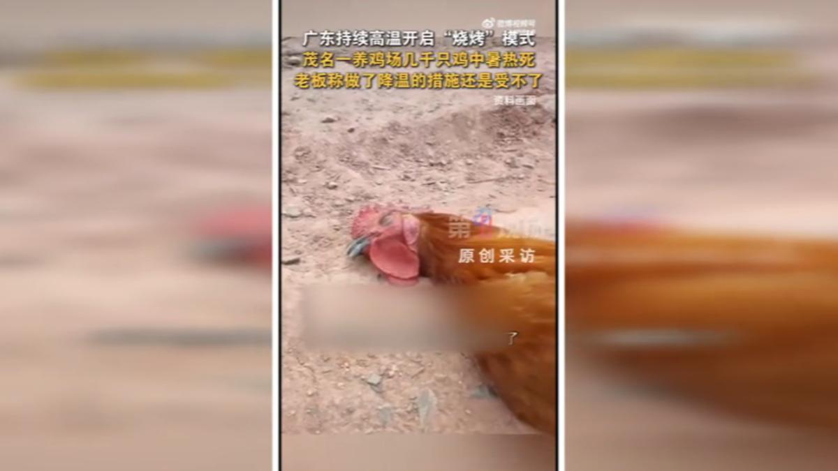 影音/廣東38度熱浪來襲!養雞場數千隻雞「集體中暑暴斃」業者崩潰