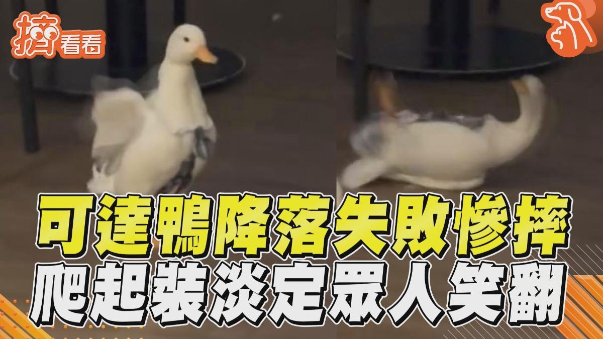 影音/可達鴨降落失敗「摔超慘」! 爬起「裝淡定」眾人笑翻