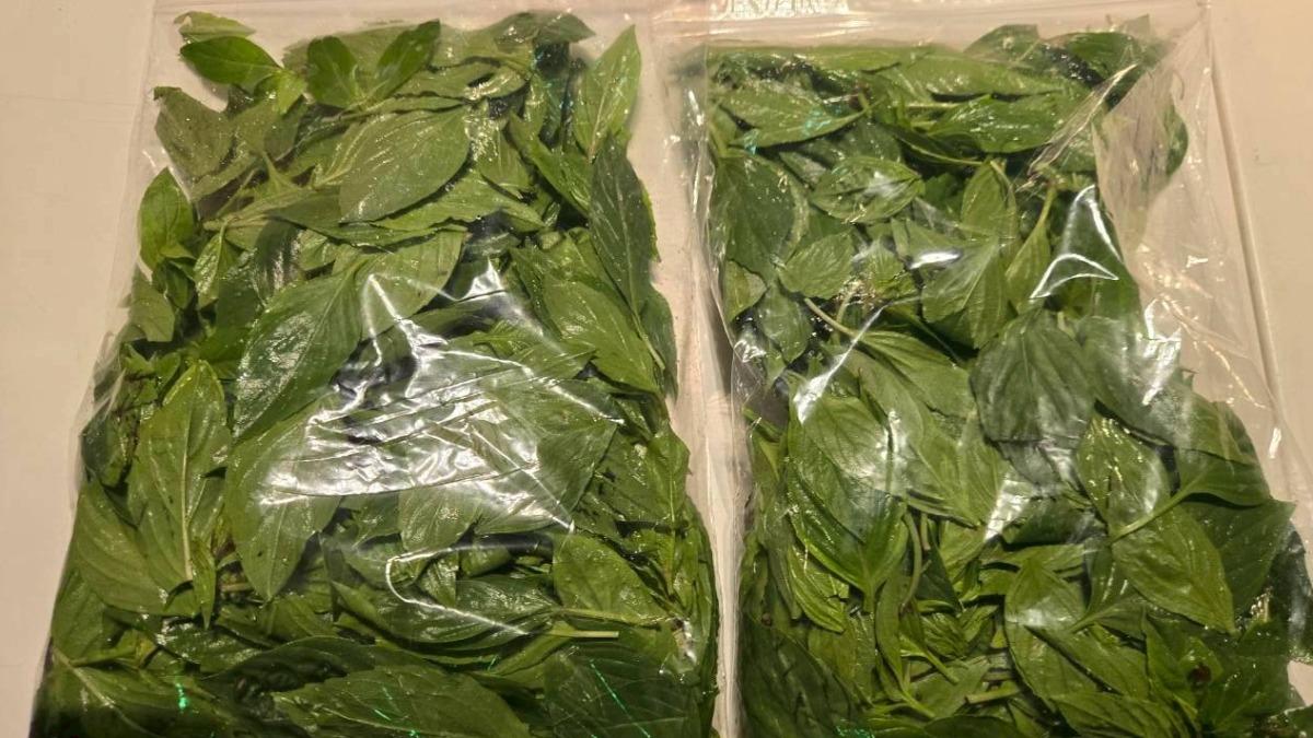 毒蔬果又來了!《非常泰》九層塔「殺菌劑超標10倍」違規名單一次看