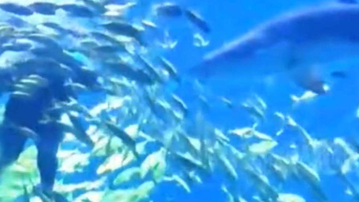 律師體驗潛水「秒遭虎鯊狠咬」!臉縫滿針毀容 妻全程目睹崩潰