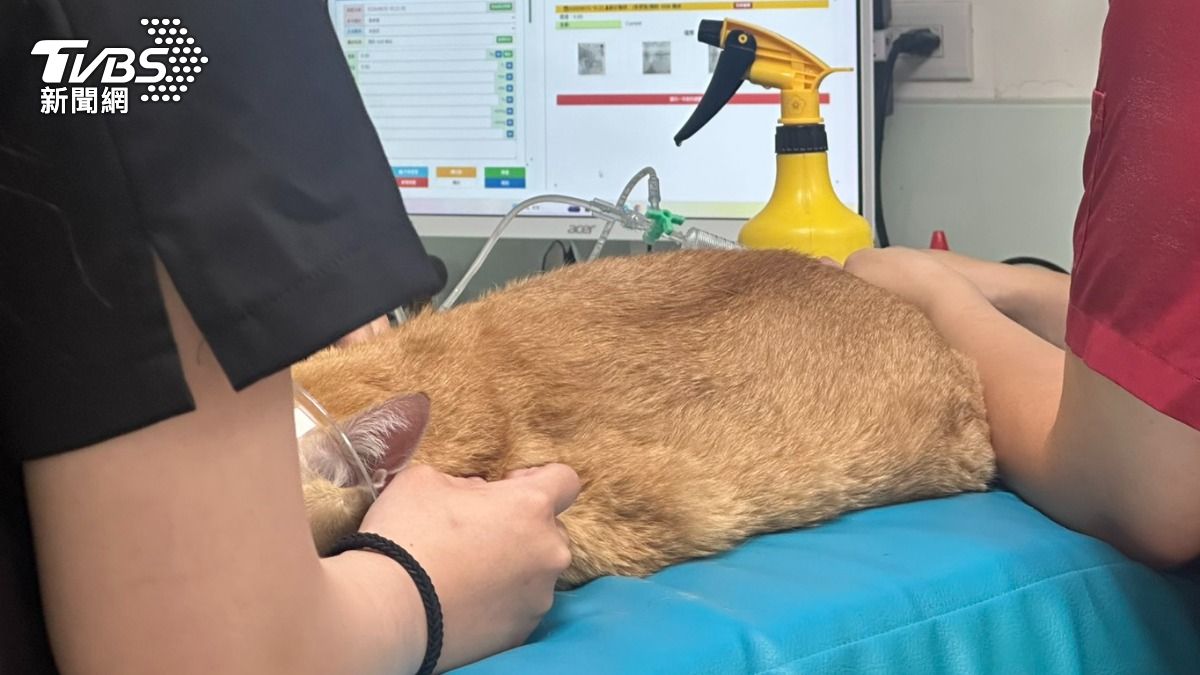每3戶就1戶養寵物!毛孩年燒3萬 獸醫系成考生搶報熱門